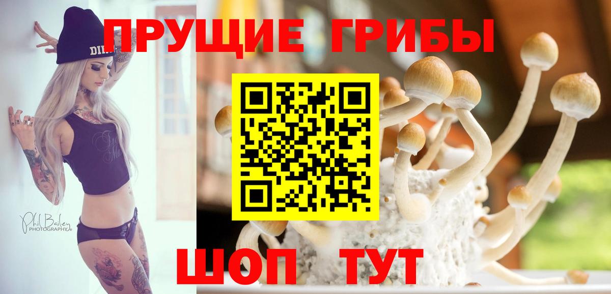 Курчалой  Галлюциногенные грибы ЛСД  Вход с VPN 